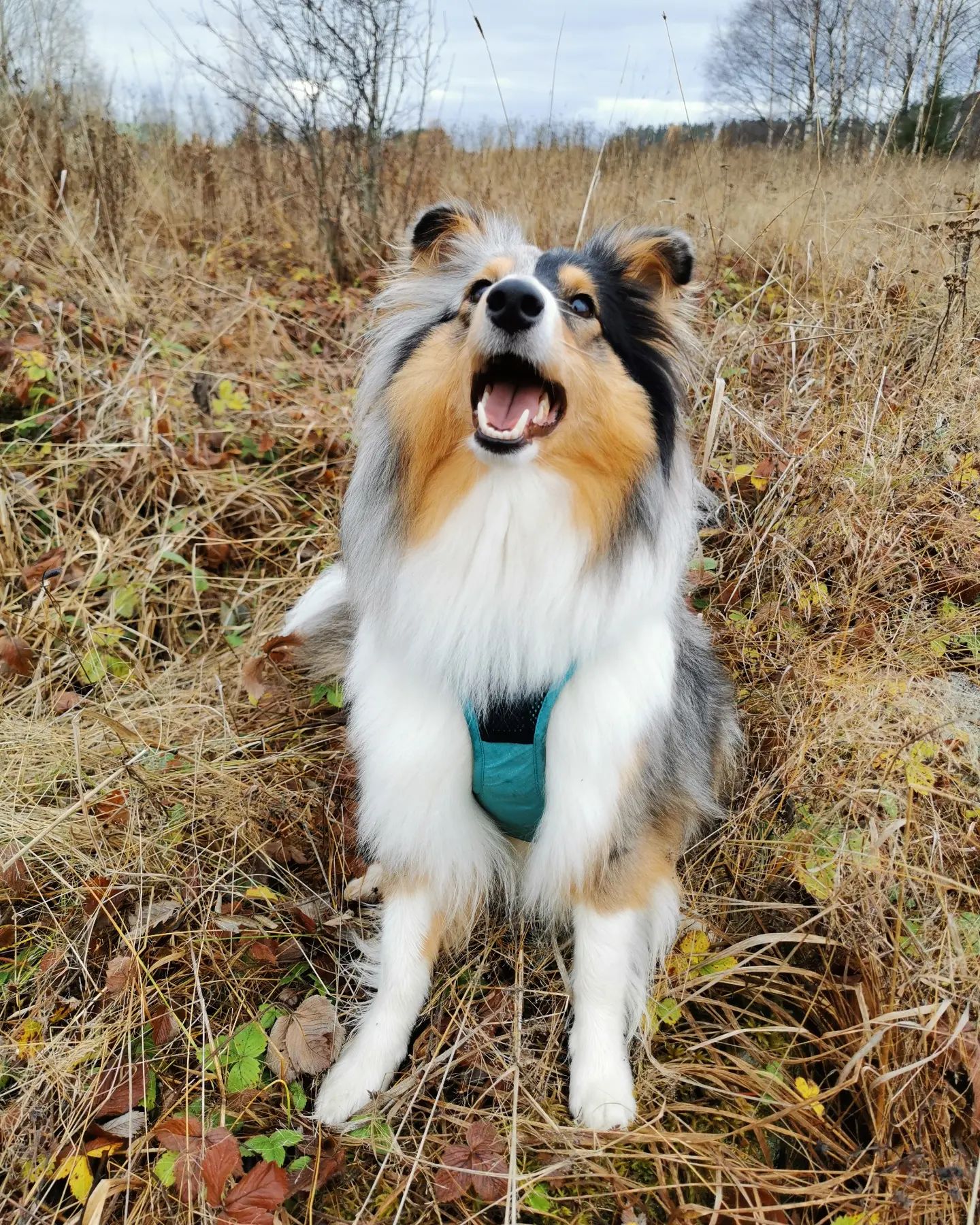 Ninja