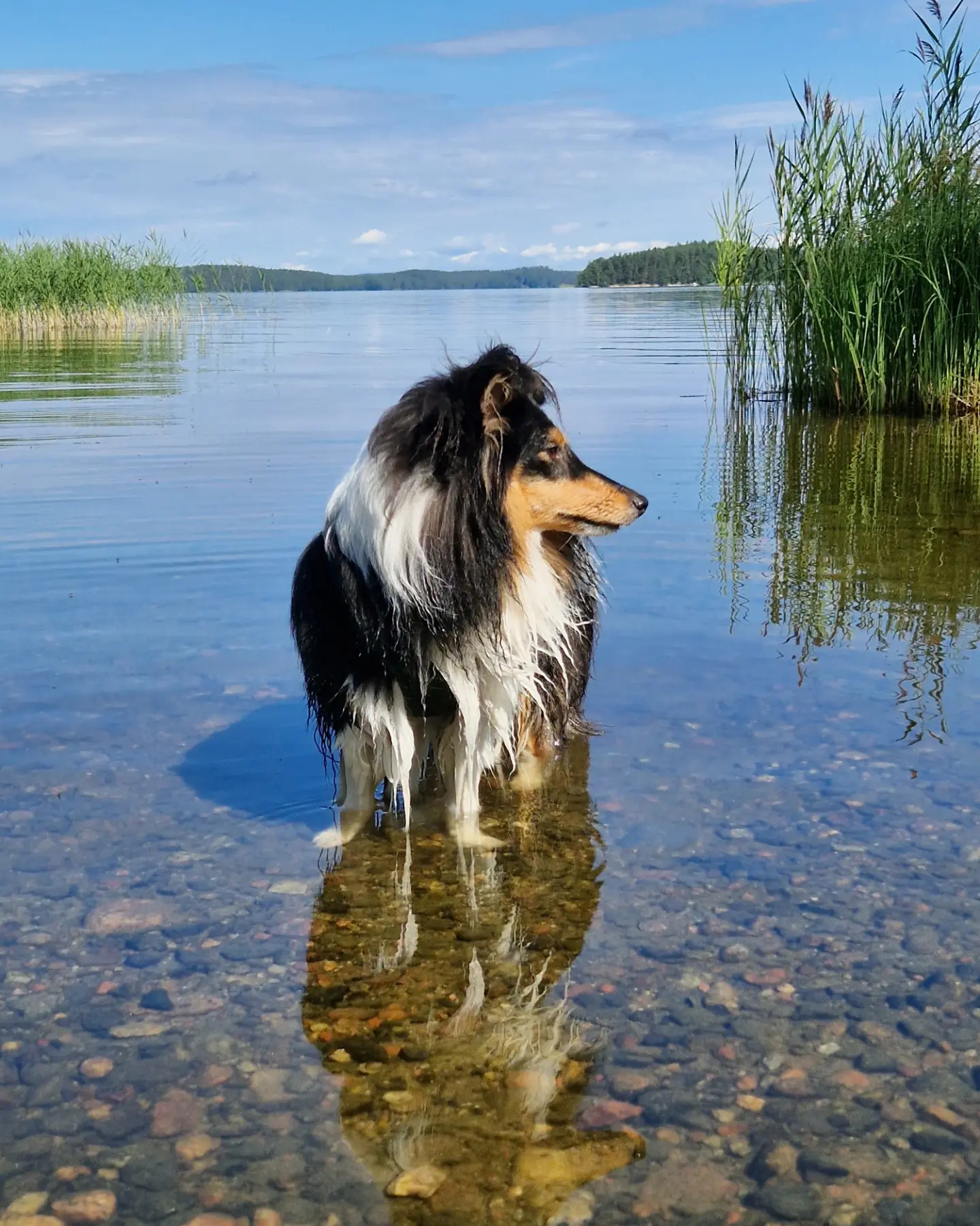 Haiku 1-vuotis synttäripäivänään!