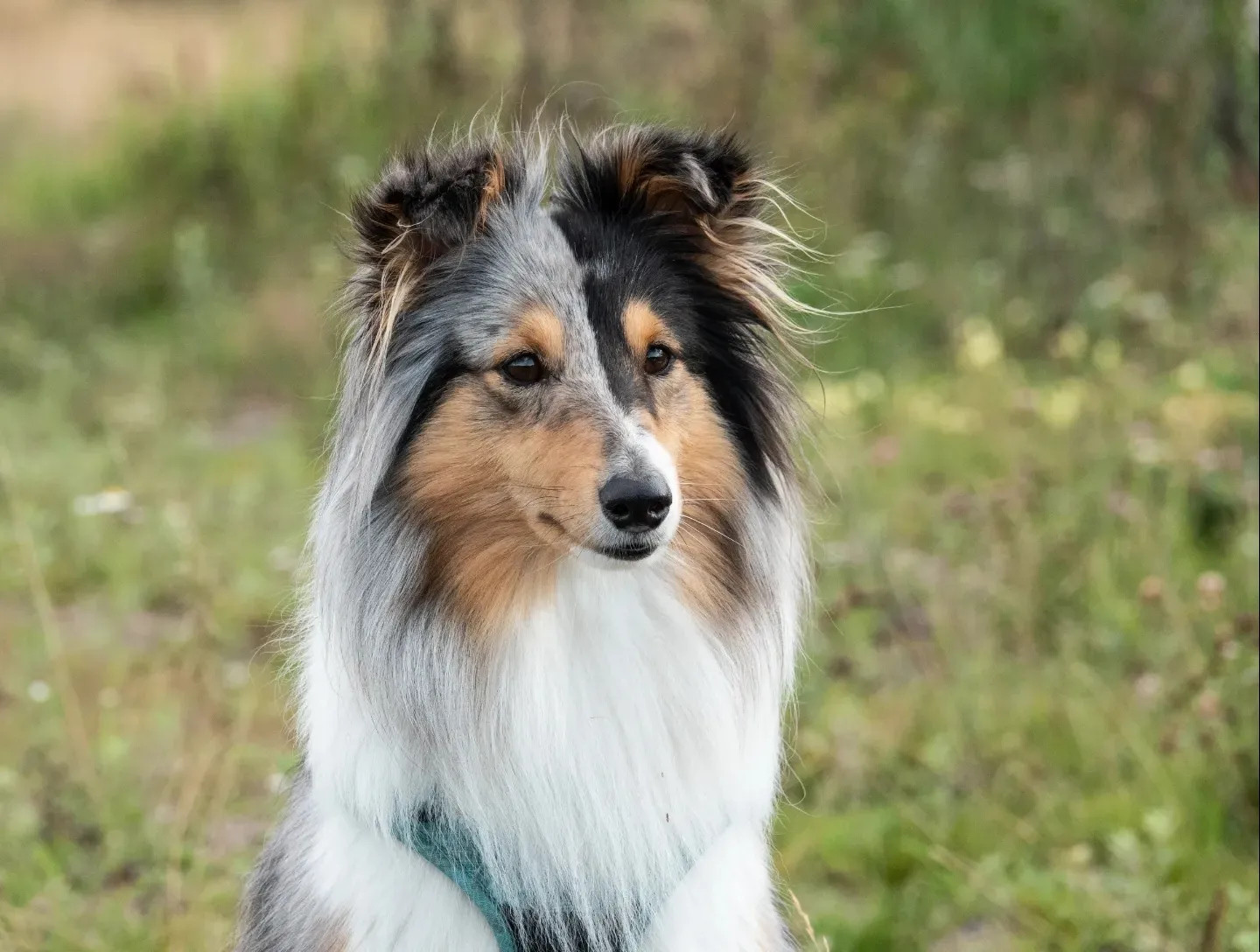 Ninja 